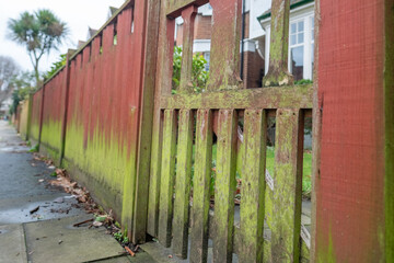 Fence on UK residential fence with green algae