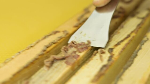 Taking propolis bee glue from hive frames. Harvesting natural bee made propolis from hive