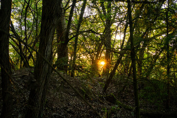 Golden light shines through narrow forest
