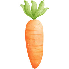 Watercolor Carrot Illustration Isolated on Transparent Background