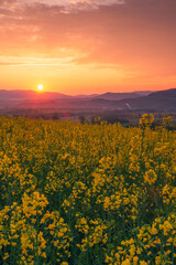 Yellow rapeseed field in bloom. Colorful clouds and sun during springsunrise in the background. Beautiful rural landscape.