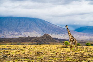 Giraffe in front of the Ol Doinyo Lengai volcano in Tanzania © Nadine Wagner