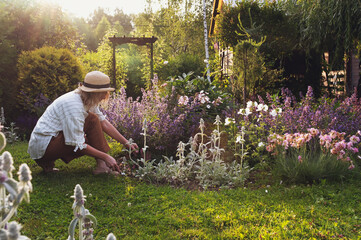 woman gardener working in summer garden. Flowerbed with blooming stachys and peonies