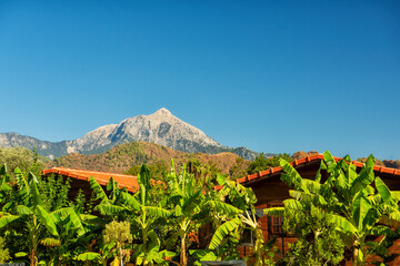 a cozy house in a thicket of palm trees with mountain peaks in the background.

