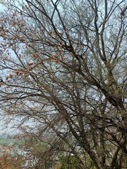 A tree with no leaves

