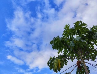 Green papaya leaves under white clouds and blue sky background