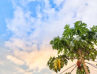 Obraz premium Green papaya leaves under white clouds and blue sky background