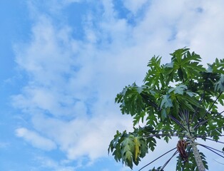 Green papaya leaves under white clouds and blue sky background