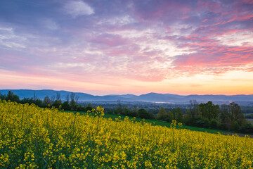 Field full of flowers with colorful sky in the bacground. Spring sunrise in the field.