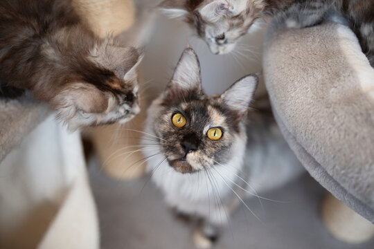 Photo portrait of Main Coon with Persian Mixed breed cat close up , It have gray with white color sit on the floor and looking something by interesting .