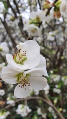 tree blossom