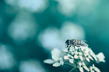 Macro photograph of Eristalinus Taeniops Fly 