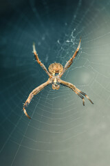 Macro photograph of a Spider on web