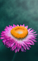 Macro photograph of a Straw Flower
