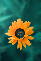 Macro photograph of an orange colored sunflower