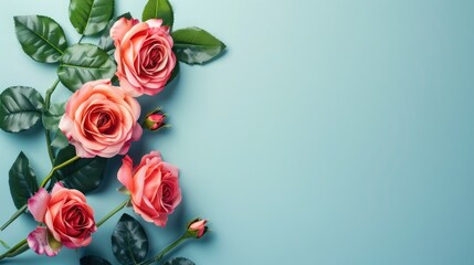 beautiful roses on a light blue background, top view.