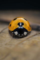 Macro photograph of a yellow Ladybug