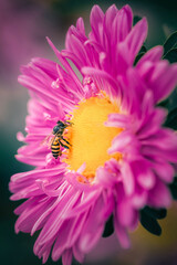 Macro photograph of a Bee sitting on a Pink flower with yellow pollens