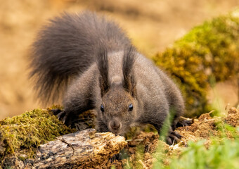 Red Squirrel drink water in forest pond