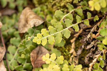 Naklejka premium Common polypody fern (Polypodium vulgare)