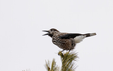 Spotted Nutcracker (Nucifraga caryocatactes) in a natural habitat