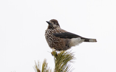Spotted Nutcracker (Nucifraga caryocatactes) in a natural habitat