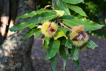Hedgehogs almost ripe  hanging from a chestnut branch just before the chestnut harvest in October in the fall.