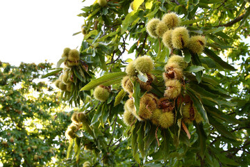 Chestnuts in hedgehogs hang from chestnut branches just before harvest, autumn season. Chestnuts...
