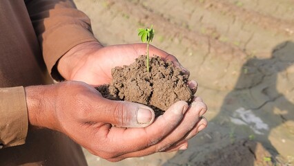 Young man hands holding a green young plant. Symbol of spring and ecology concept. Environment Earth Day In the hands of trees growing seedlings.	