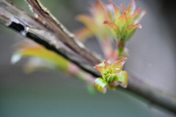 Amidst the cool breeze of spring, new sprouts valiantly rise, heralding the arrival of boundless vitality and hope.
