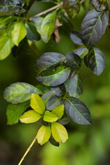 A close-up of lush foliage in the woods invites the viewer to revel in the vibrant hues and...