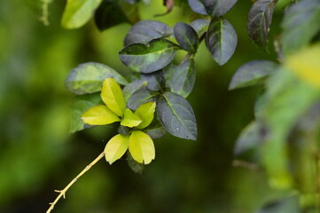 A close-up of lush foliage in the woods invites the viewer to revel in the vibrant hues and textures of nature, showcasing the boundless beauty and vitality of the natural world.