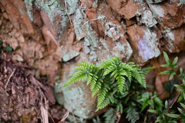 Vibrant ferns emerge from the textured stone wall, creating a striking contrast between the red stones and green foliage. In the stillness, a sense of vitality pervades the hiking trail.