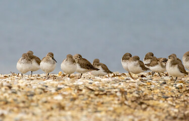 Dunlin (Calidris alpina) in natural habitat