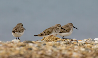 Dunlin (Calidris alpina) in natural habitat