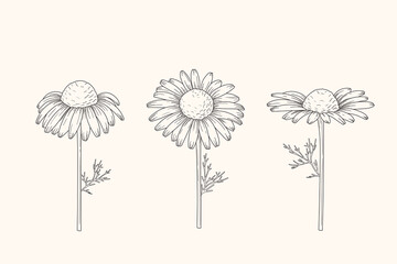 Chamomile flowers. Camomile medicinal plant, herbal medicine and ingredient for tea or natural skincare beauty products. Floral vector illustration in sketch style