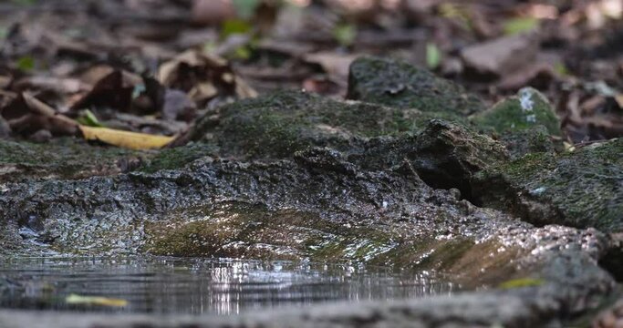 Seen in a birdbath enjoying the coolness of the water deep in the forest during summer and then flies away, Brown-cheeked Fulvetta Alcippe poioicephala, Thailand