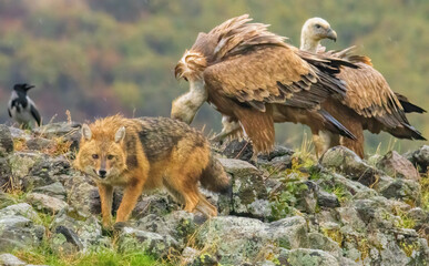 Golden jackal in a natural habitat