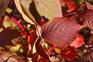 Red leaf on the bush in the autumn