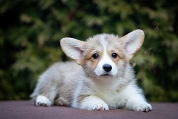 Welsh Corgi Pembroke puppy on a walk