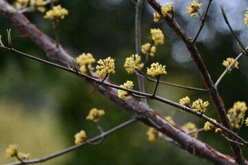 Japanese cornel (Cornus officinalis) flowers. Cornaceae deciduous tree. Yellow flowers bloom in spring and red berries in autumn.