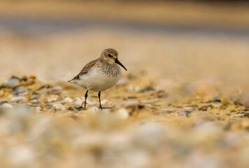 Dunlin (Calidris alpina) in natural habitat