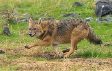 Golden jackal in a natural habitat