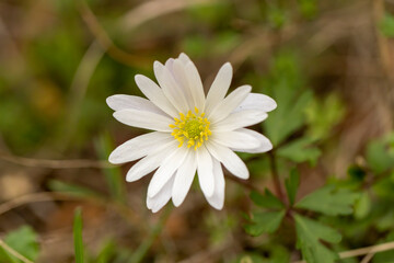 Fototapeta premium Wood Anemone (Anemone nemorosa) flowering