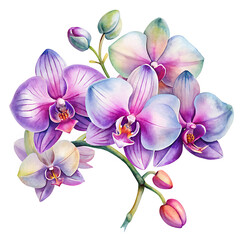 A watercolor orchid clipart featuring exotic blooms in purple and pink hues on white background