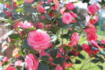 Blooming pink Japanese camellia