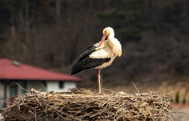 White Stork in nest with nice background