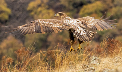 White-tailed Sea eagle sitting on feeding station