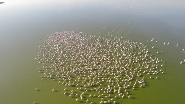 Aerial drone shot of flamingos on lake elementaita kenya