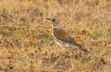 Fieldfare perch in natural habitat
